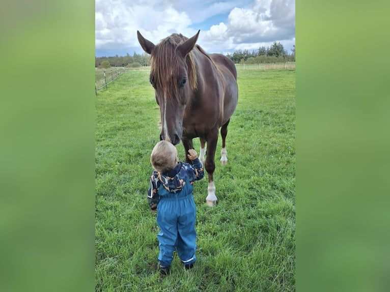Welsh-D Hongre 6 Ans Alezan in Bredebro