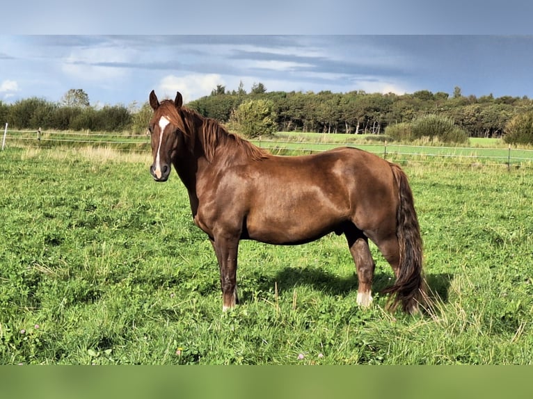 Welsh-D Hongre 6 Ans Alezan in Bredebro