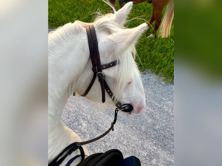 Welsh-D Croisé Hongre 7 Ans 145 cm Cremello in Niederhasli