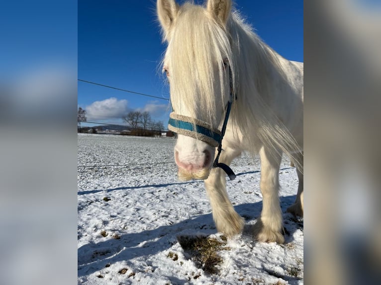 Welsh-D Croisé Hongre 7 Ans 145 cm Cremello in Niederhasli