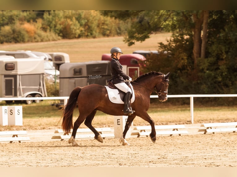 Welsh-D Hongre 7 Ans 150 cm Bai brun in Iserlohn