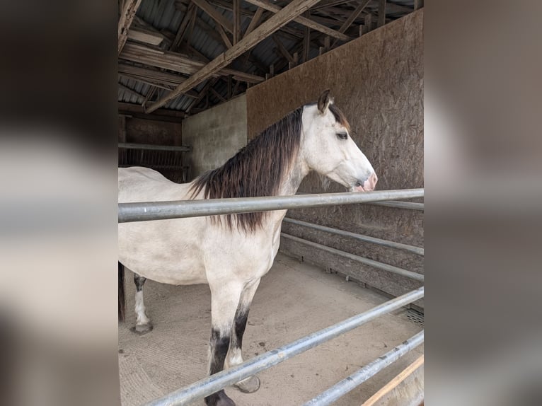 Welsh-D Hongre 7 Ans 150 cm Buckskin in Blankenfelde