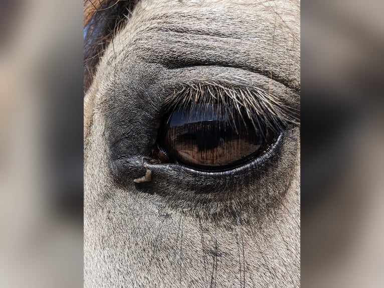 Welsh-D Hongre 7 Ans 150 cm Buckskin in Blankenfelde
