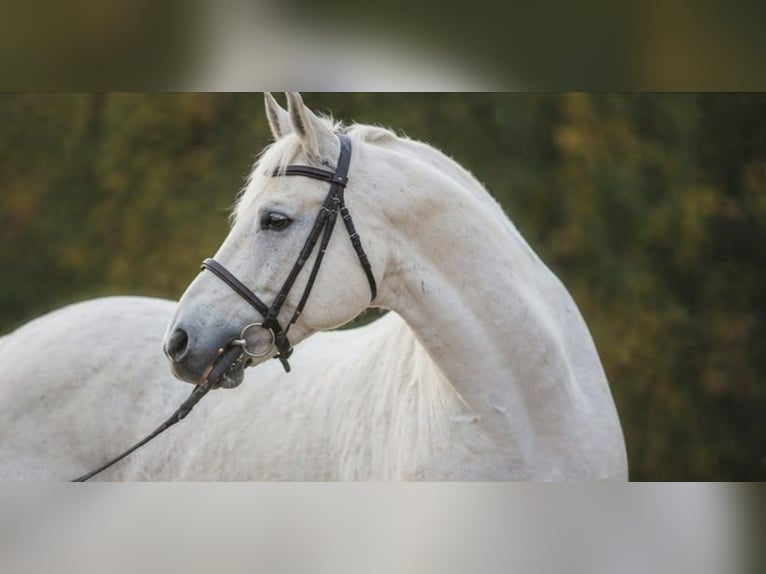 Welsh-D Hongre 7 Ans 150 cm Gris in Szarvas