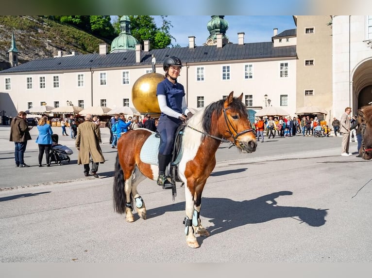 Welsh-D Croisé Hongre 8 Ans 134 cm Tobiano-toutes couleurs in Salzburg