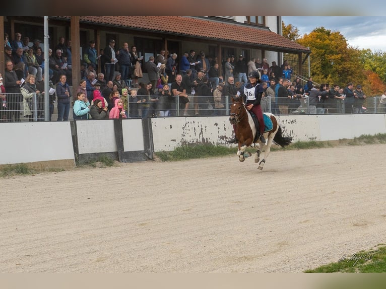 Welsh-D Croisé Hongre 8 Ans 134 cm Tobiano-toutes couleurs in Salzburg