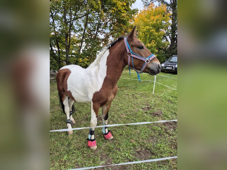 Welsh-D Croisé Hongre 8 Ans 134 cm Tobiano-toutes couleurs in Salzburg