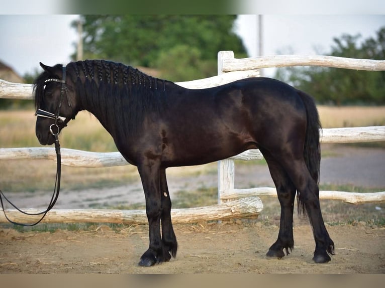 Welsh-D Hongre 8 Ans 140 cm Noir in Budapest