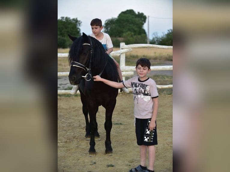 Welsh-D Hongre 8 Ans 140 cm Noir in Budapest
