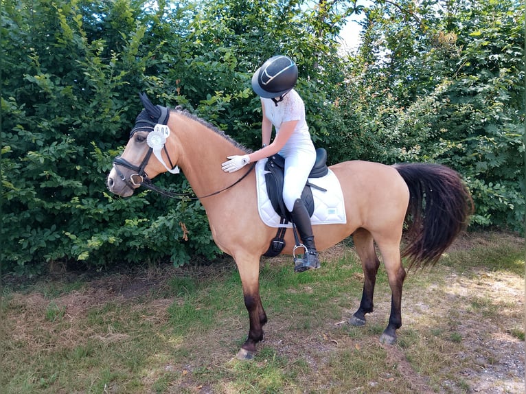 Welsh-D Hongre 8 Ans 142 cm Buckskin in Biberach