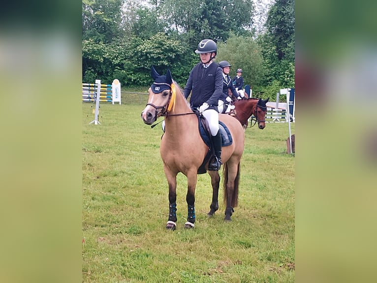 Welsh-D Hongre 8 Ans 142 cm Buckskin in Biberach