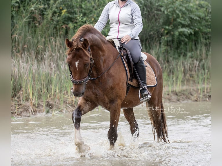 Welsh-D Hongre 8 Ans 148 cm Alezan in Loxstedt Welsh-D Hongre 8 Ans 148 cm Alezan in Loxstedt