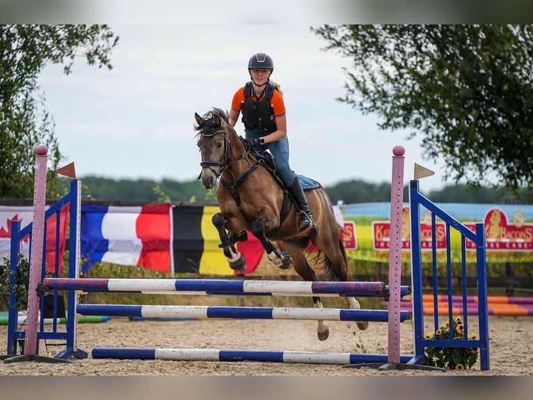 Welsh-D Hongre 8 Ans 148 cm  in Beilen