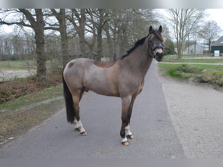 Welsh-D Hongre 8 Ans 148 cm  in Beilen