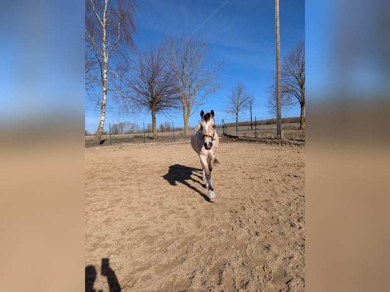 Welsh-D Hongre 8 Ans 152 cm Buckskin in Jarmen