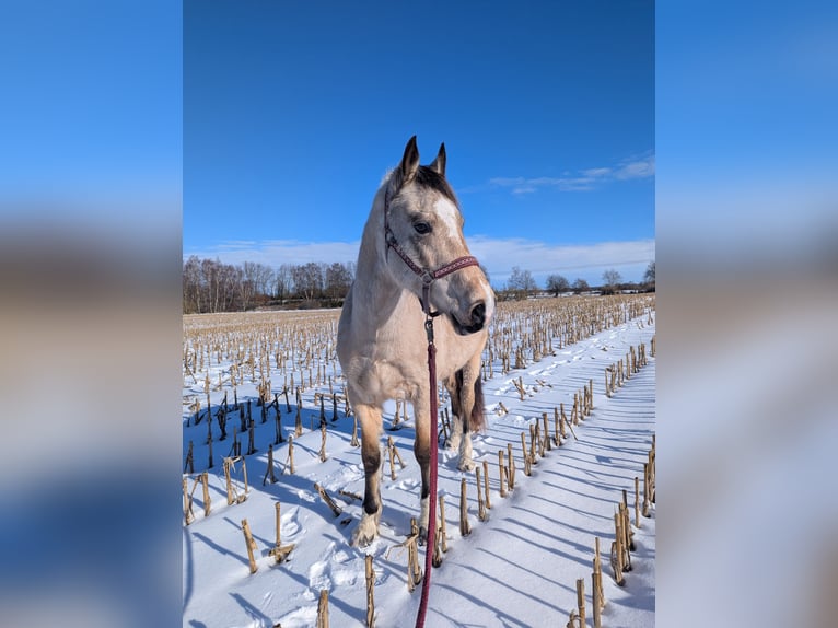 Welsh-D Hongre 8 Ans 152 cm Buckskin in Jarmen