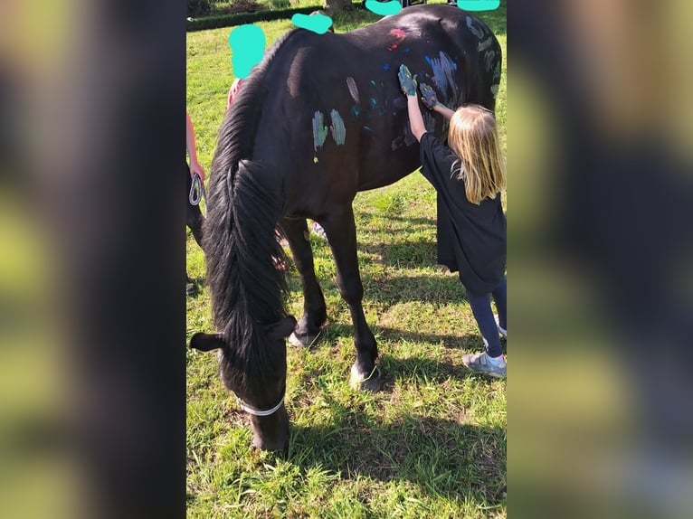 Welsh-D Hongre 8 Ans 155 cm Bai brun foncé in Göttingen