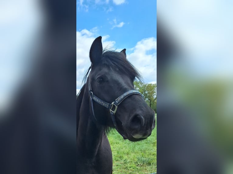 Welsh-D Hongre 8 Ans 155 cm Bai brun foncé in Göttingen
