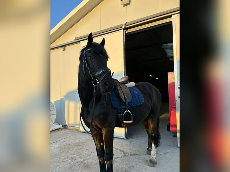 Welsh-D Hongre 8 Ans 155 cm Noir in Chwałowice