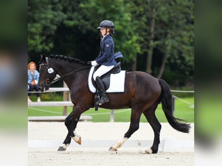 Welsh-D Hongre 8 Ans 155 cm Noir in Chwałowice