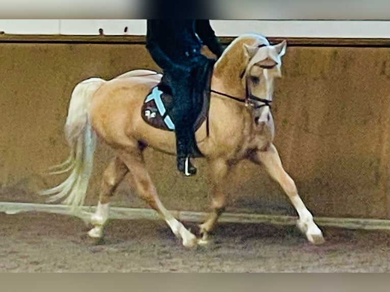 Welsh-D Hongre 9 Ans 150 cm Palomino in Eitorf