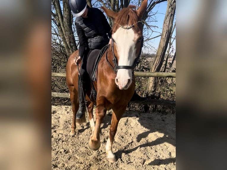 Welsh-D Croisé Hongre 9 Ans 155 cm Alezan in Mülheim an der Ruhr