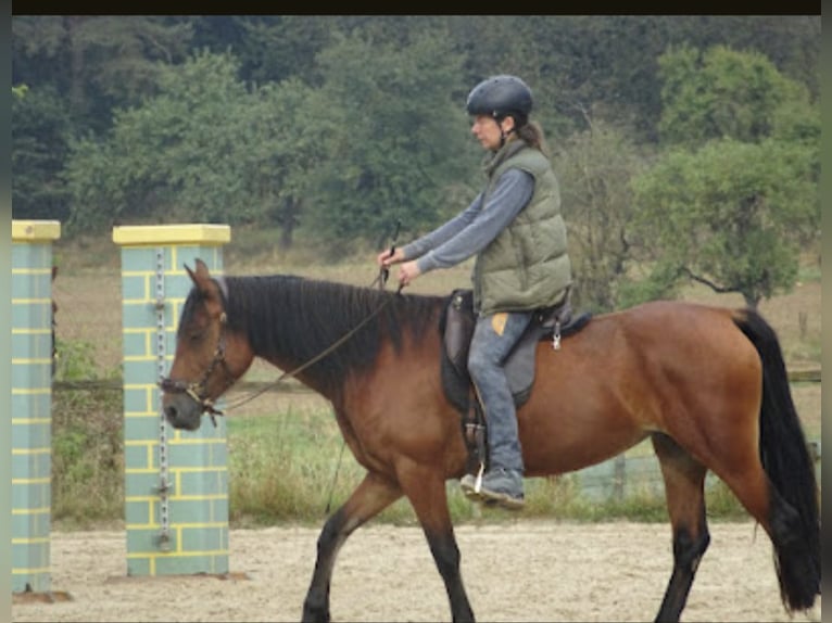 Welsh-D Jument 10 Ans 146 cm Bai in Hohenahr