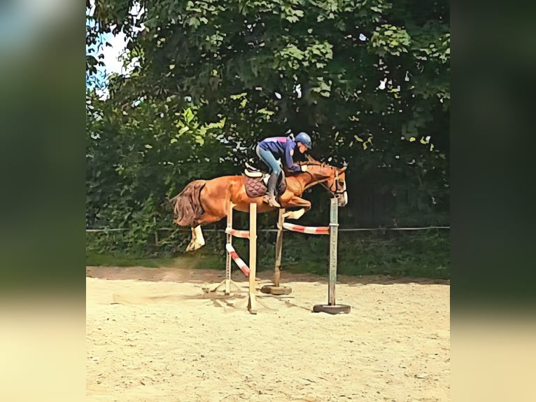 Welsh-D Jument 10 Ans 147 cm Alezan brûlé in Krumstedt