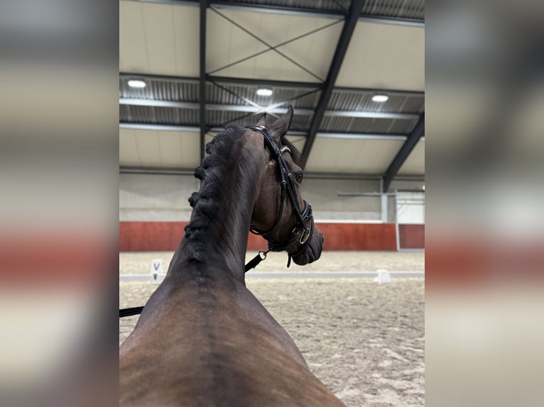 Welsh-D Jument 10 Ans 155 cm Bai brun in Eindhoven