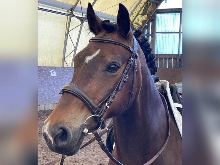 Welsh-D Jument 11 Ans 142 cm Bai brun in Osterburg