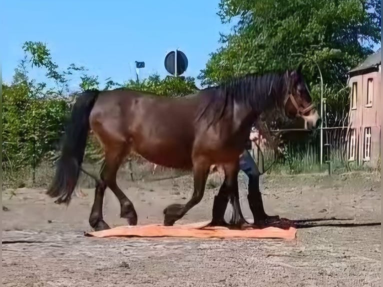 Welsh-D Jument 11 Ans 144 cm Bai in Filsum