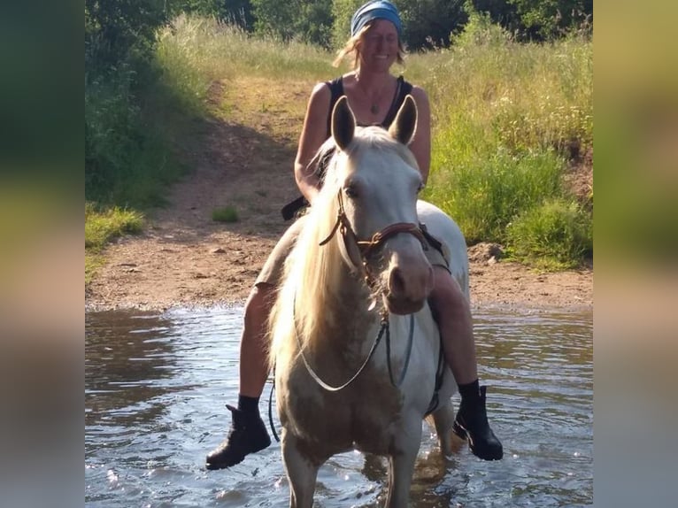 Welsh-D Croisé Jument 12 Ans 152 cm Pinto in Luckau