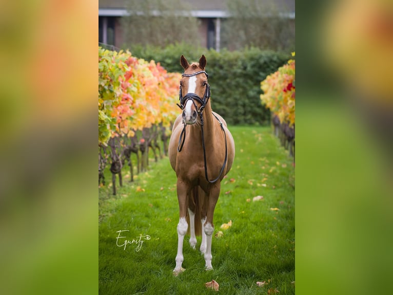 Welsh-D Jument 13 Ans 144 cm Alezan in Oudkarspel