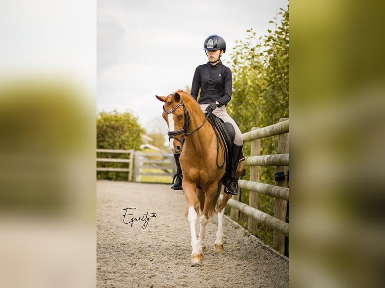 Welsh-D Jument 13 Ans 144 cm Alezan in Oudkarspel