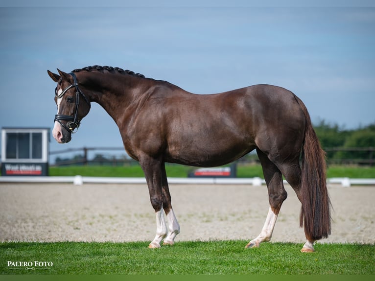 Welsh-D Jument 13 Ans 147 cm Alezan in Denmark