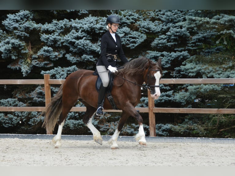 Welsh-D Jument 13 Ans 148 cm Alezan brûlé in SiegenSiegen
