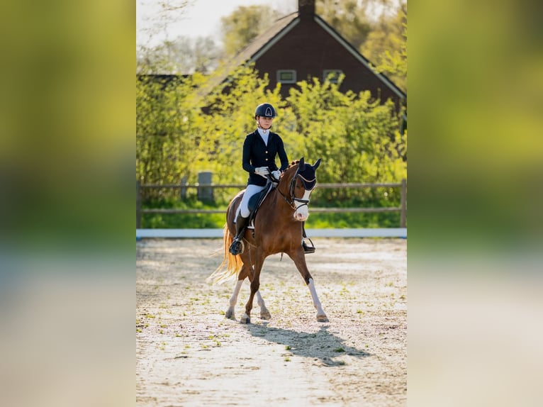 Welsh-D Jument 13 Ans 148 cm Alezan in Groningen