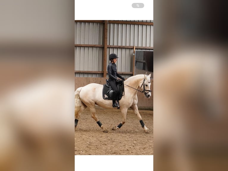 Welsh-D Jument 13 Ans 150 cm Palomino in Frelsdorf