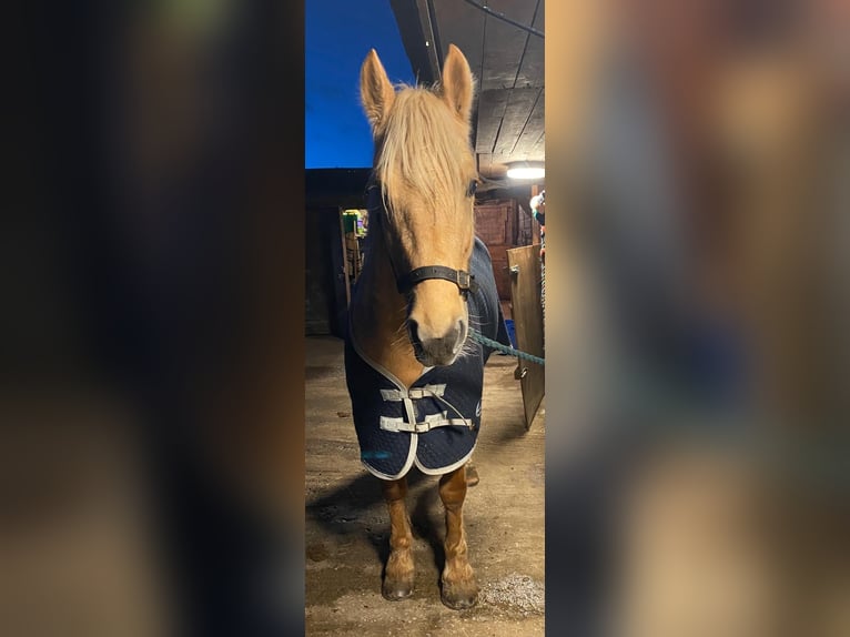 Welsh-D Jument 13 Ans 152 cm Palomino in Derry