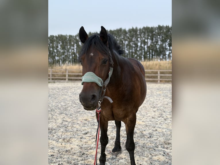 Welsh-D Jument 13 Ans Bai brun in London