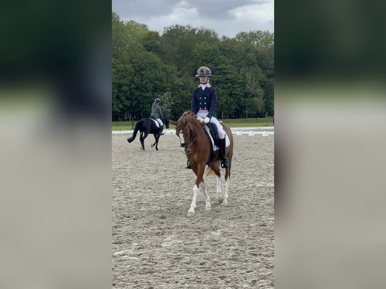 Welsh-D Jument 14 Ans 144 cm Alezan in Oude Niedorp