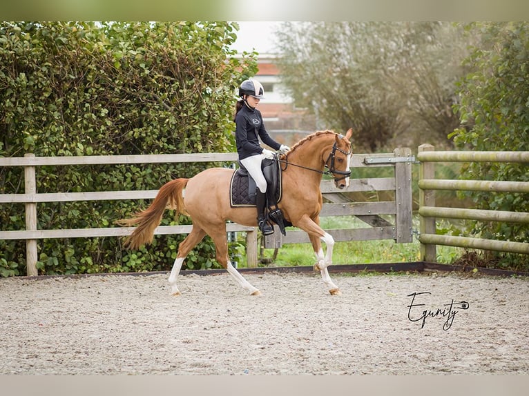 Welsh-D Jument 14 Ans 144 cm Alezan in Oudkarspel