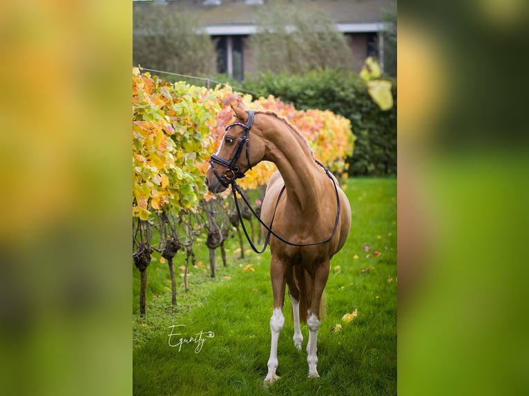 Welsh-D Jument 14 Ans 144 cm Alezan in Oudkarspel