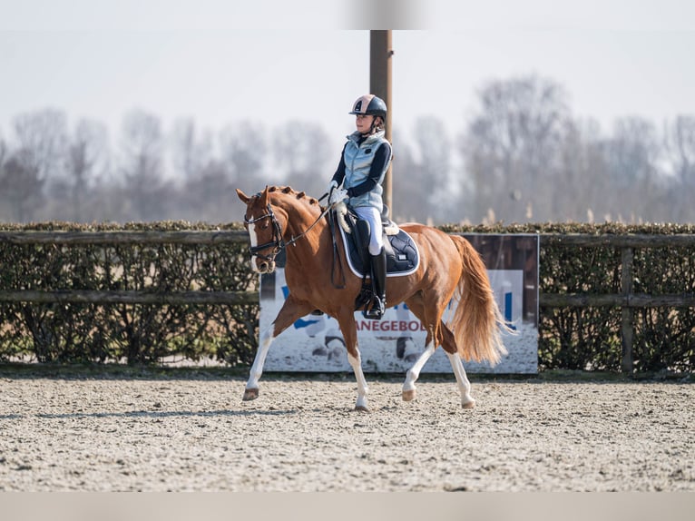 Welsh-D Jument 14 Ans 144 cm Alezan in Oudkarspel