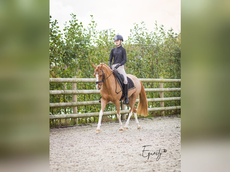 Welsh-D Jument 14 Ans 144 cm Alezan in Oudkarspel