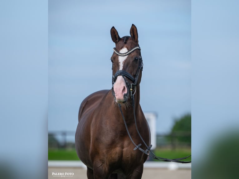 Welsh-D Jument 14 Ans 147 cm Alezan in Denmark