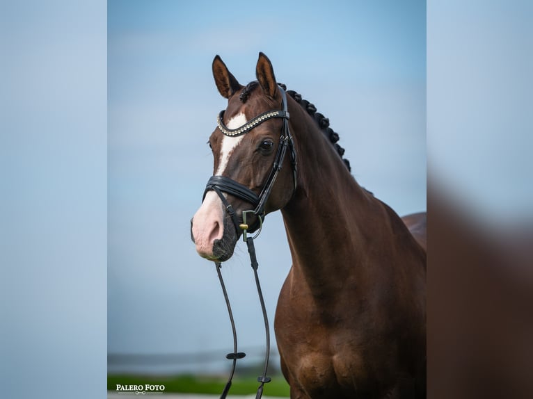 Welsh-D Jument 14 Ans 147 cm Alezan in Denmark