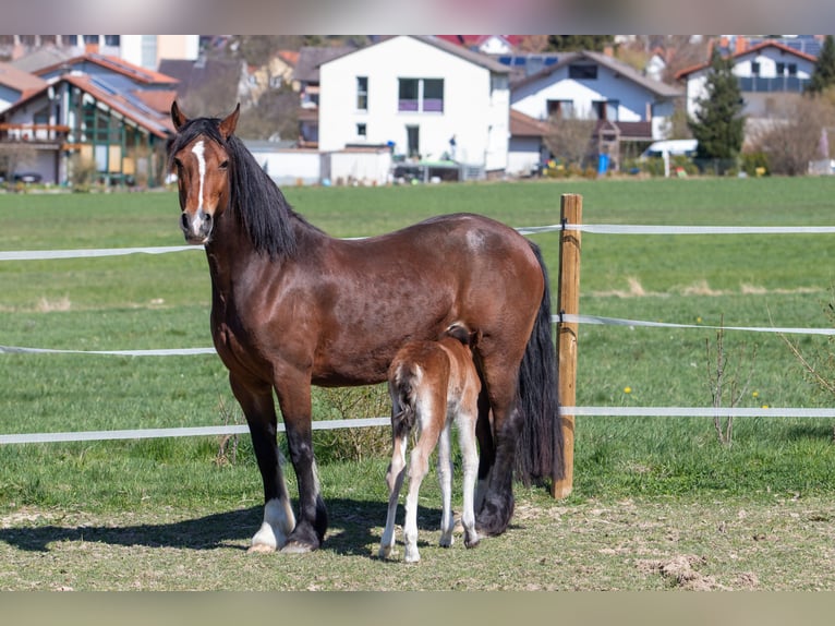 Welsh-D Jument 14 Ans 149 cm Bai in Bad Wildungen