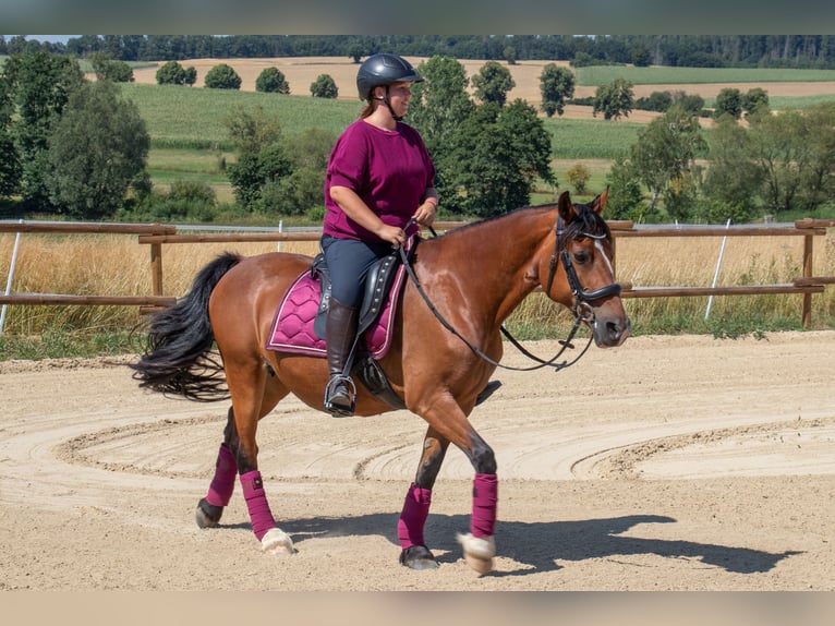 Welsh-D Jument 14 Ans 149 cm Bai in Bad Wildungen
