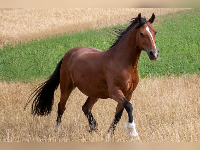 Welsh-D Jument 14 Ans 149 cm Bai in Bad Wildungen